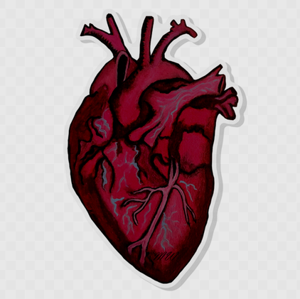 Anatomical Heart Acrylic Pin